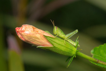 grasshopper on a leaf