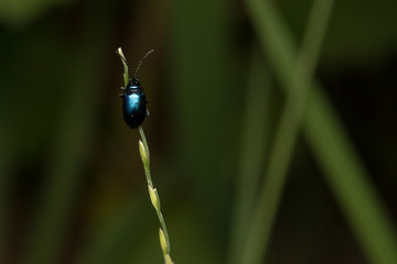 bug on green leaf