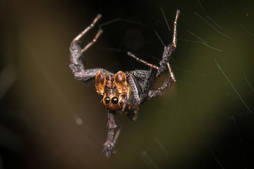Jumping Spider on web