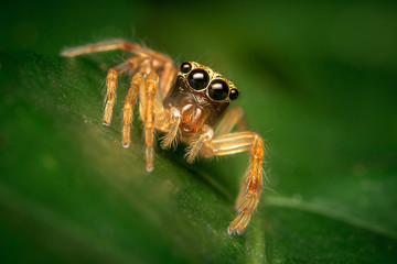Jumping Spider on leaf