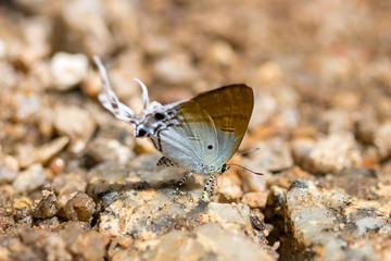 butterfly on the floor