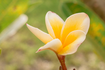 Obraz premium yellow flower on green background