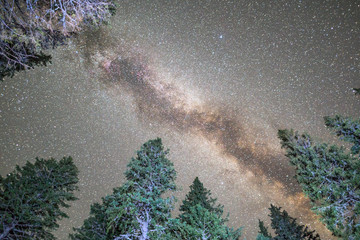 Pine trees silhouette Milky Way night sky