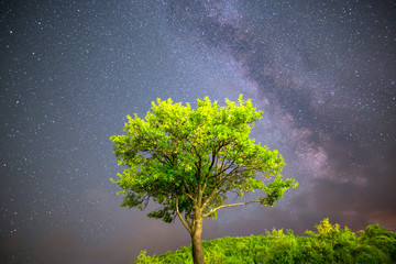 Green tree Milky way night sky