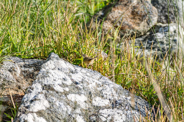 bird on rock