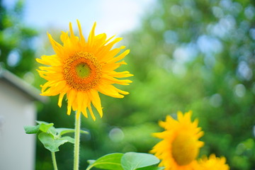 sunflower is blooming beautifully.