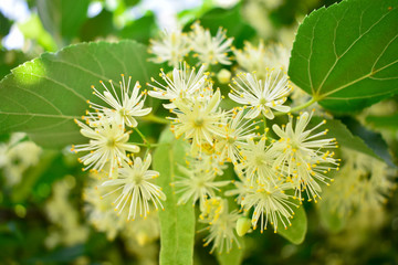 Flowers Blossoming Tree Linden Tree, Spring