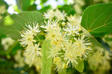 Flowers of a linden tree among green leaves on a bright spring day with blue sky on background. Flowers of a linden tree among green leaves on a bright spring