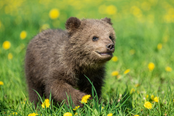 Fototapeta premium Brown bear cub playing on the summer field