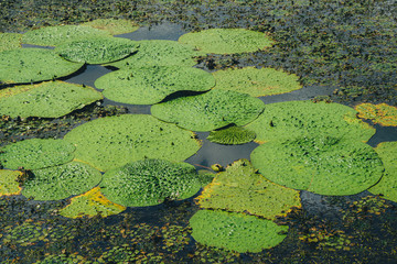 Big plant floating on the water surface of the pond