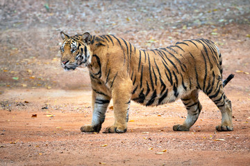 Fototapeta na wymiar Tiger standing rest in a natural atmosphere.