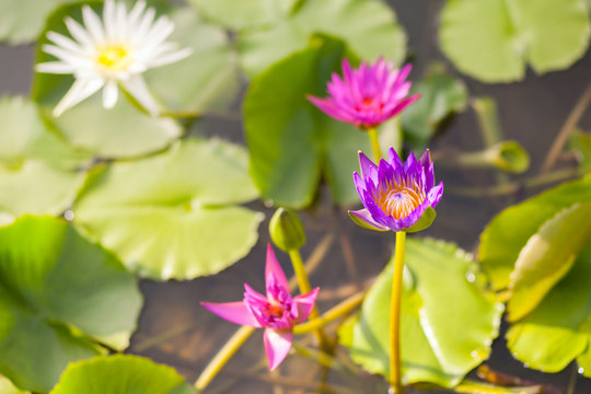 Beautiful waterlily or lotus flower