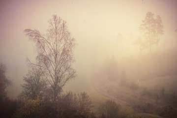 Fototapeta na wymiar Magic autumn forest, romantic, misty, foggy landscape