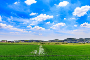 Korean traditional rice farming. Korean rice farming scenery. Rice field and the sky in, Gimpo-si, Gyeonggi-do,Republic of Korea.