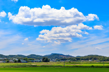 Fototapeta premium Korean traditional rice farming. Korean rice farming scenery. Rice field and the sky in, Gimpo-si, Gyeonggi-do,Republic of Korea.