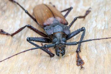 Giant Fijian longhorn beetle from island Koh Phangan, Thailand. Closeup, macro. Giant Fijian long-horned beetle, Xixuthrus heros is one of largest living insect species.Large tropical beetle species