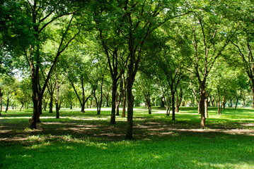 Fototapeta na wymiar Shady forest park in the park