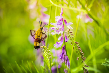 Broad-bordered bee hawk-moth (Hemaris fuciformis) on a wildflower against green natural background