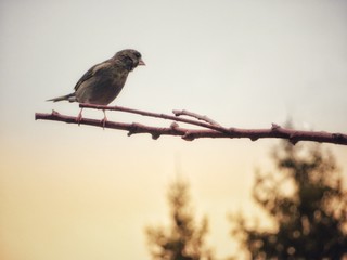 greenfinch on a branch