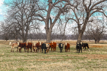 Fototapeta na wymiar A herd of cattle of various colors lined up staring at the camera out in a field with bare trees and a pond in the background