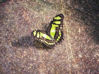 malachite butterfly on a background