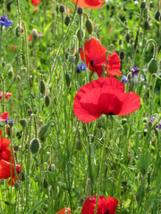 Obraz premium red poppies in a field