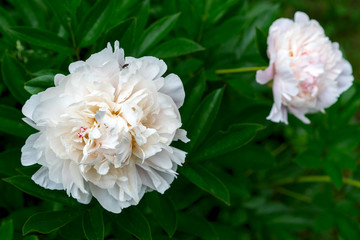 beautiful white peonies in the summer garden.