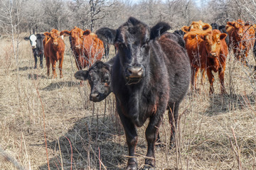 Young black cow with rest of herd behind staring suspiciously into camera out in winter field -...