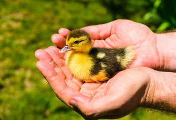  Little yellow duckling in hands against the background of green grass.