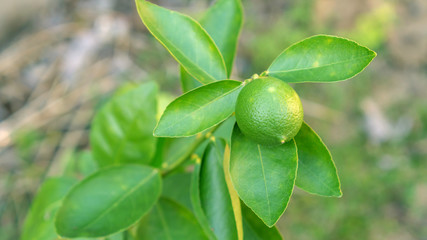 Green lime plant in a garden.