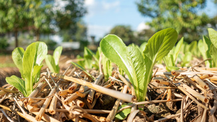 Green cos lettuce plant in a vegetable garden.