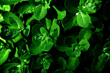 Fototapeta na wymiar Green broad leaves with water drops, nature background