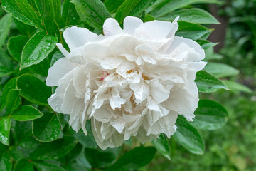 White peony flower in the summer garden after heavy rain.