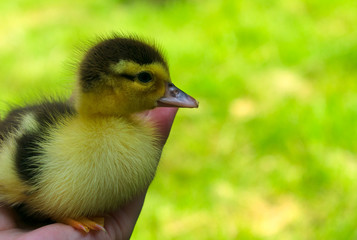  Little one duckling on a background of green grass.