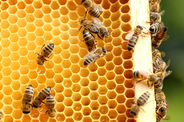 Bienen arbeiten im Bienenstock