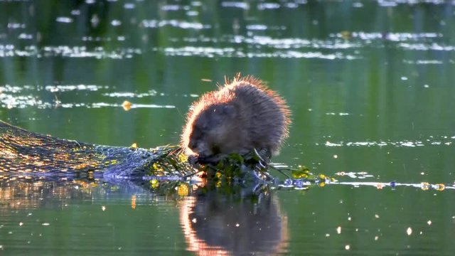 Beaver dinner at sunset