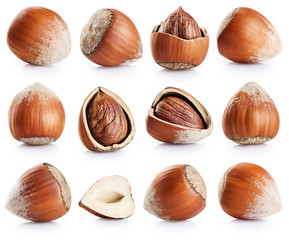 Hazelnuts collection isolated on white background.