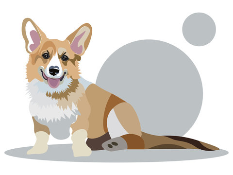 Corgi dog animal. Cartoon vector illustration flat