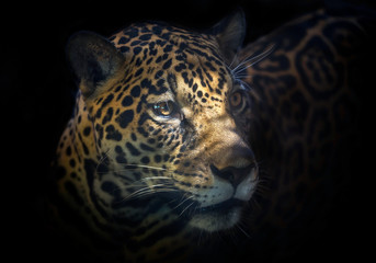 Fototapeta na wymiar Face of Jaguar's are staring.