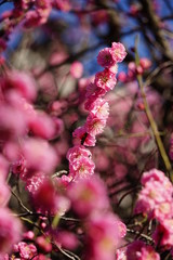 京都興正寺の紅梅