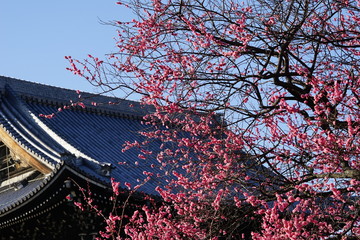 京都興正寺の紅梅