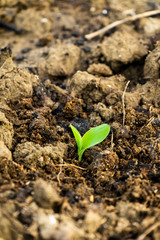 Young corn plants in agricultural plots