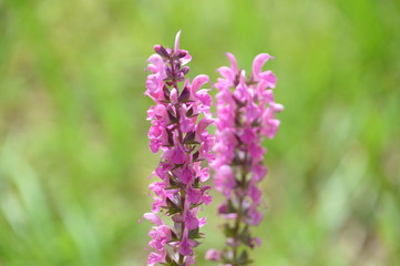 purple flowers on green background