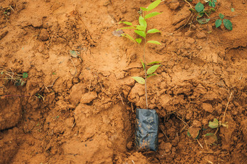 plant in soil