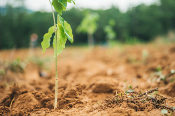 seedlings growing in soil