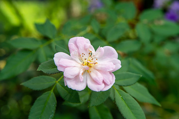 Close up pink of Damask Rose flower