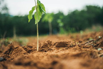 young plant in soil