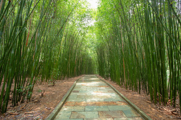 bamboo road in guizhou china