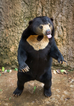 Sun bear standing in a relaxing in the natural atmosphere. 