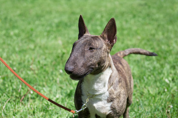 Miniature bull terrier is standing on a green grass. English bull terrier or wedge head.